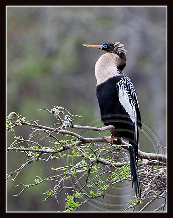 Anhinga female