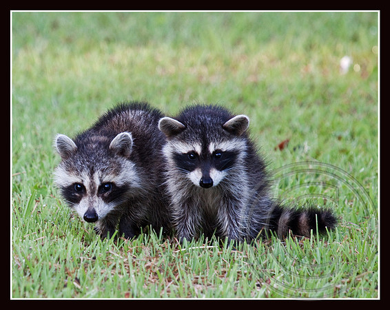 Pals