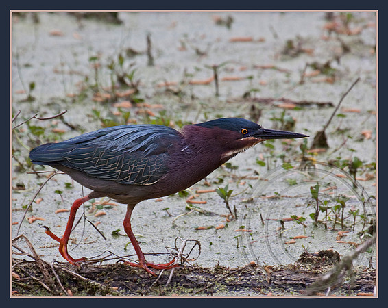 Green Heron