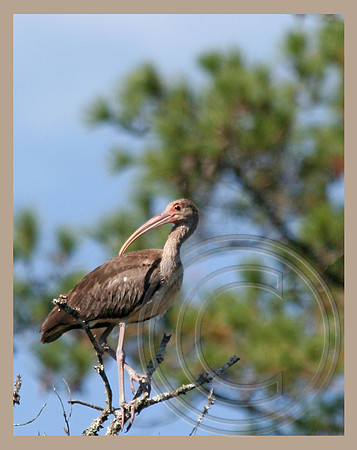 A curved bill and long legs