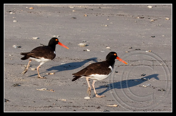 A pair and their shadows