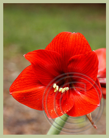 Offering pollen