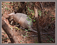 A Nine-banded Armadillo