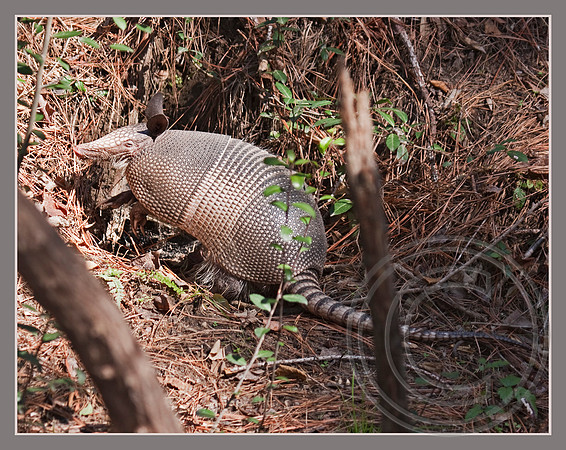 A Nine-banded Armadillo