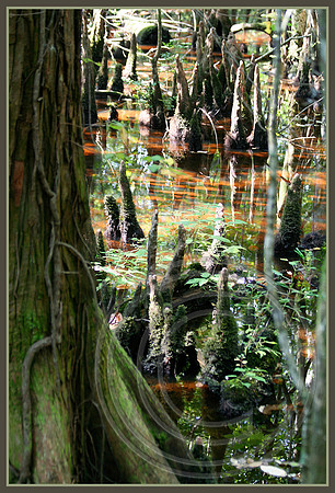 Cypress knees