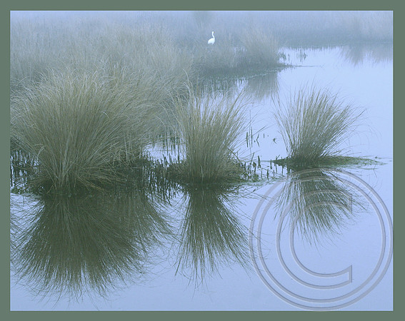 Marsh grass