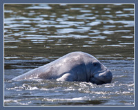 Manatee profile