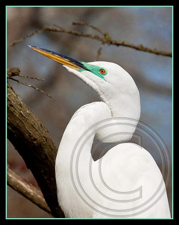 Green lore