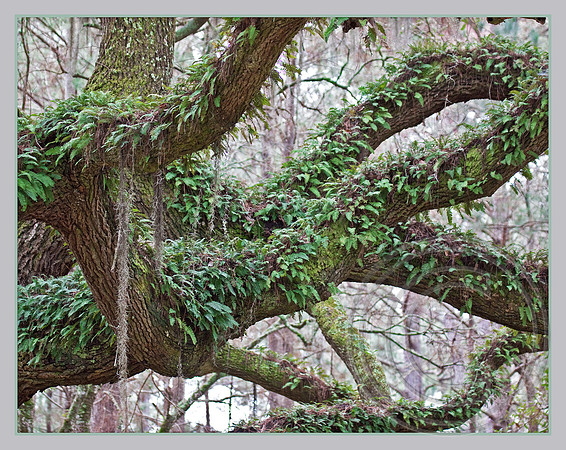 Resurection Fern