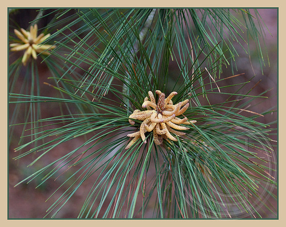 Pine pollen