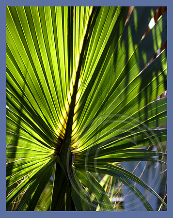 Palm leaf