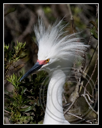 Bad hair day