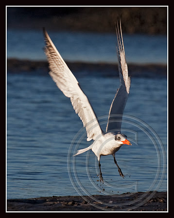 Landing