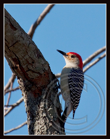 Red-bellied Woodpecker