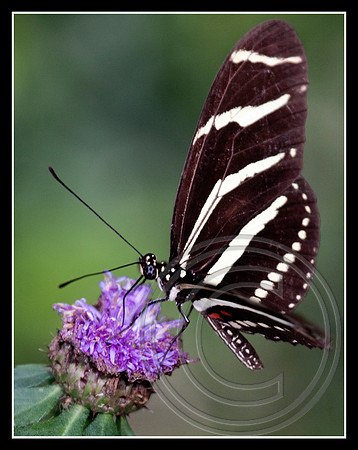 Zebra Longwing