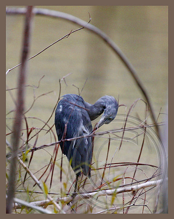 Arranging feathers