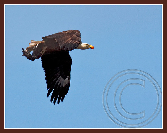 Flying away