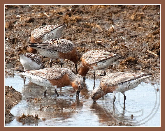 Red Knots