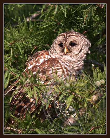Barred Owl