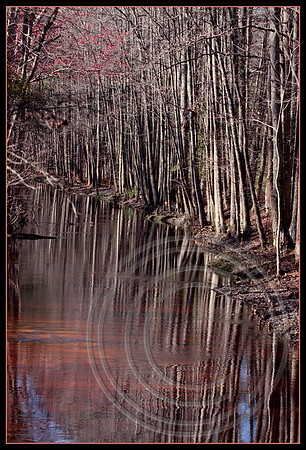 Creek reflections