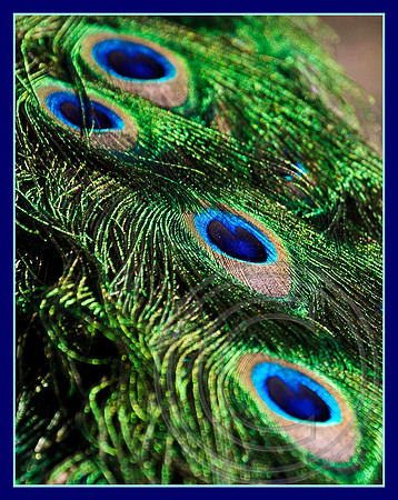 Feathers!