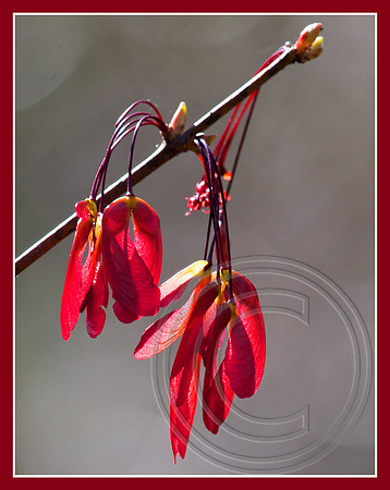 Red Maple