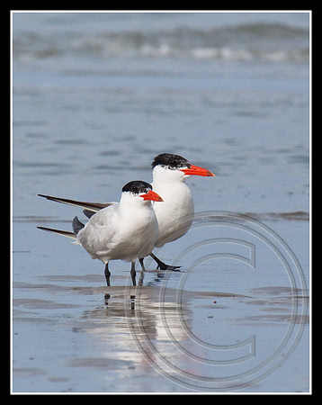 Caspian Terns