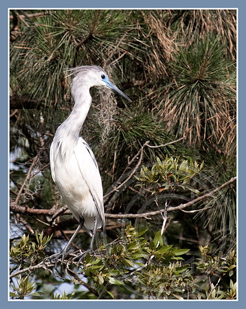 Immature Little Blue Heron