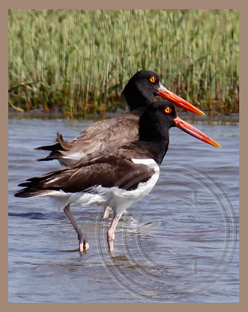 American Oystercatchers
