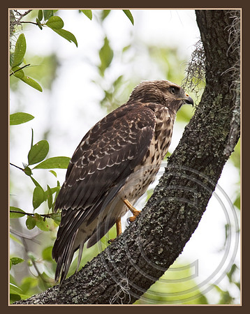 Immature Cooper's Hawk