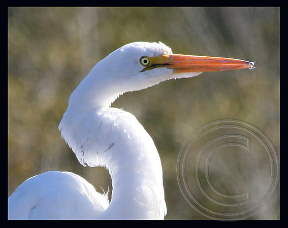 Close-up