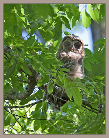 Young Barred Owl