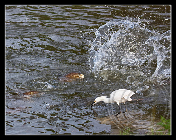 Splash!