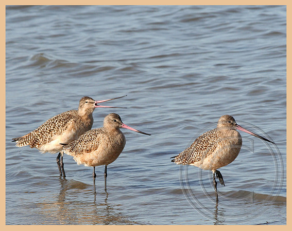 Three's a crowd