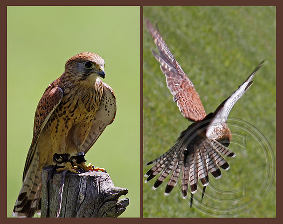 Two views of a Kestrel