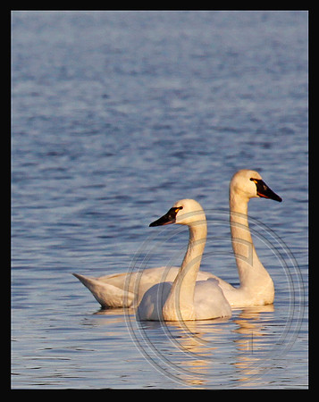 Pair at sunset