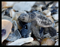 Over shells