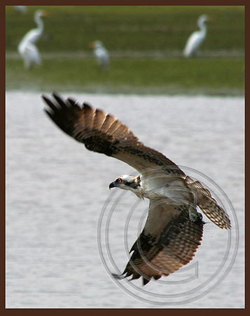 Graceful