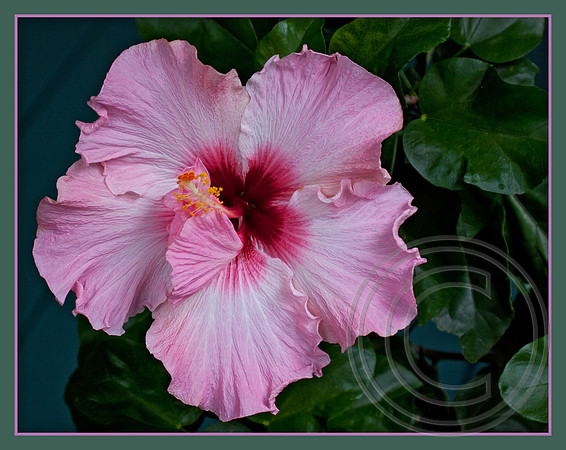 Very pink