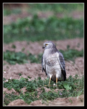 Northern Harrier female