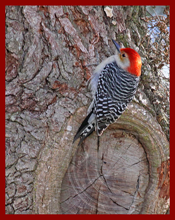 Zebra-backed