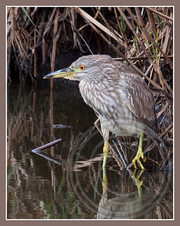 A juvenile