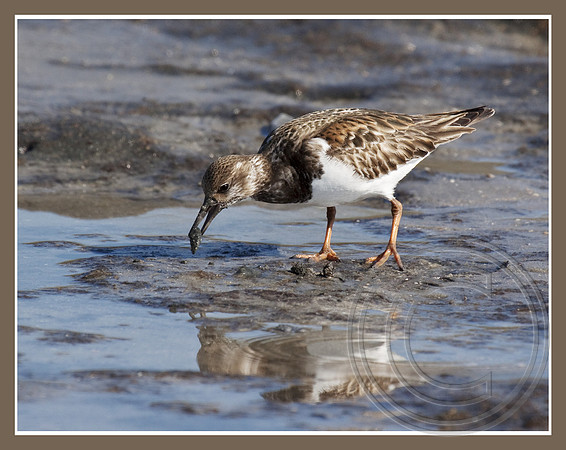 A muddy morsel