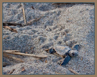 Tracks and wrack