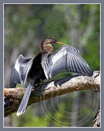 Anhinga