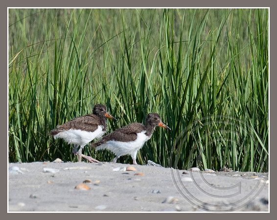 American Oystercatcher chicks