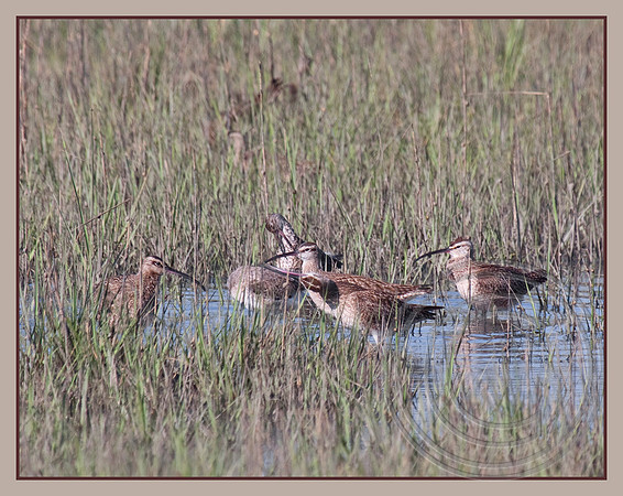 Whimbrels