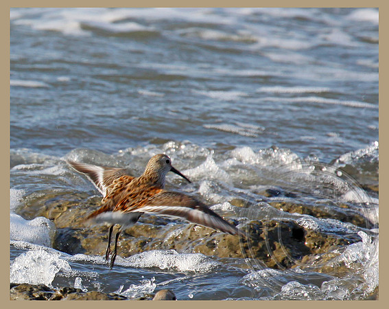 Dunlin