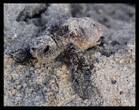 A sandy hatchling