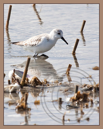 Sanderling